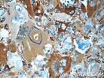 NUMBL Antibody in Immunohistochemistry (Paraffin) (IHC (P))