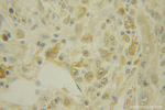 NUMBL Antibody in Immunohistochemistry (Paraffin) (IHC (P))