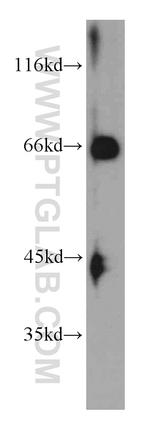 NUMBL Antibody in Western Blot (WB)