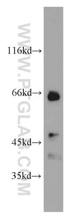 NUMBL Antibody in Western Blot (WB)