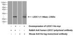 LDOC1 Antibody in Western Blot (WB)