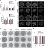E-cadherin Antibody in Immunohistochemistry (IHC)