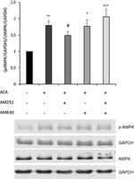GAPDH Antibody in Western Blot (WB)