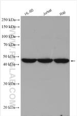 CORO2A Antibody in Western Blot (WB)