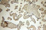 Calpain 6 Antibody in Immunohistochemistry (Paraffin) (IHC (P))