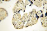 Calpain 6 Antibody in Immunohistochemistry (Paraffin) (IHC (P))