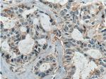 ICAM2 Antibody in Immunohistochemistry (Paraffin) (IHC (P))