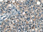 ICAM2 Antibody in Immunohistochemistry (Paraffin) (IHC (P))