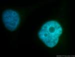 BUB3 Antibody in Immunocytochemistry (ICC/IF)