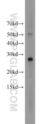 VGLL1 Antibody in Western Blot (WB)