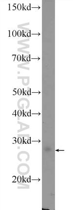 VGLL1 Antibody in Western Blot (WB)