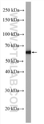 CPNE1 Antibody in Western Blot (WB)