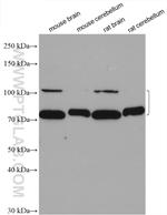PCDHA2 Antibody in Western Blot (WB)
