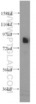 PCDHA2 Antibody in Western Blot (WB)