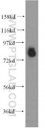 PCDHA2 Antibody in Western Blot (WB)