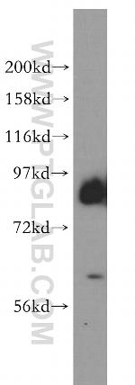 PCDHA2 Antibody in Western Blot (WB)