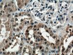LSM8 Antibody in Immunohistochemistry (Paraffin) (IHC (P))