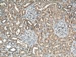 LSM8 Antibody in Immunohistochemistry (Paraffin) (IHC (P))