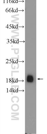 VAMP2 Antibody in Western Blot (WB)