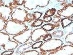 Ksp-Cadherin/ CDH16 (Renal Cell Marker) Monoclonal Antibody (CDH16/2125), Biotin