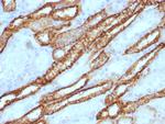 Ksp-Cadherin (Kidney-Specific Cadherin) Polyclonal Antibody