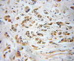 PPP1CB Antibody in Immunohistochemistry (Paraffin) (IHC (P))