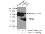 PPP1CB Antibody in Immunoprecipitation (IP)