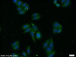 PREB Antibody in Immunocytochemistry (ICC/IF)