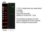 PREB Antibody in Western Blot (WB)