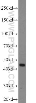 PREB Antibody in Western Blot (WB)