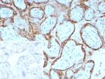 EBI3/Epstein-Barr virus induced 3 Monoclonal Antibody (EBI3/8904)