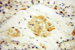 NSE Antibody in Immunohistochemistry (Paraffin) (IHC (P))
