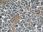 Annexin VII Antibody in Immunohistochemistry (Paraffin) (IHC (P))