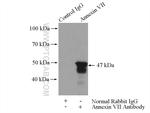 Annexin VII Antibody in Immunoprecipitation (IP)