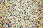 Annexin VII Antibody in Immunohistochemistry (Paraffin) (IHC (P))