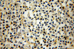 Annexin VII Antibody in Immunohistochemistry (Paraffin) (IHC (P))