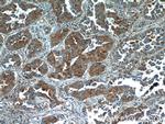 TUSC4 Antibody in Immunohistochemistry (Paraffin) (IHC (P))