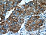 TUSC4 Antibody in Immunohistochemistry (Paraffin) (IHC (P))