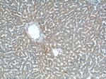 TAOK3 Antibody in Immunohistochemistry (Paraffin) (IHC (P))