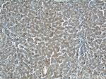 TAOK3 Antibody in Immunohistochemistry (Paraffin) (IHC (P))