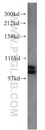 TAOK3 Antibody in Western Blot (WB)