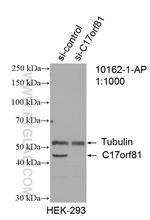 C17orf81 Antibody in Western Blot (WB)