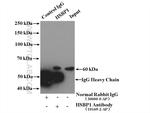 HSBP1 Antibody in Immunoprecipitation (IP)