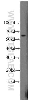 HSBP1 Antibody in Western Blot (WB)