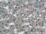 Complement factor B Antibody in Immunohistochemistry (Paraffin) (IHC (P))