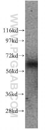 GTF2H1 Antibody in Western Blot (WB)