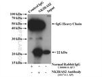 NKIRAS2 Antibody in Immunoprecipitation (IP)