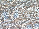BCS1L Antibody in Immunohistochemistry (Paraffin) (IHC (P))