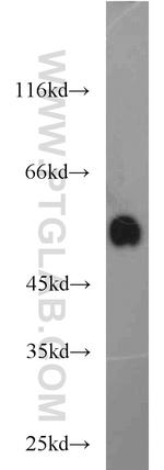 BCS1L Antibody in Western Blot (WB)