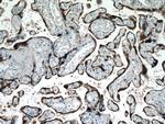 Placental lactogen Antibody in Immunohistochemistry (Paraffin) (IHC (P))